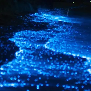 Rashuthere Maldives *