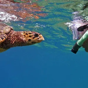 The Turtle Hive Maldives - Velaa Vani 3*