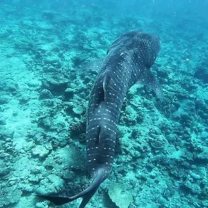 Omadhoo Inn
